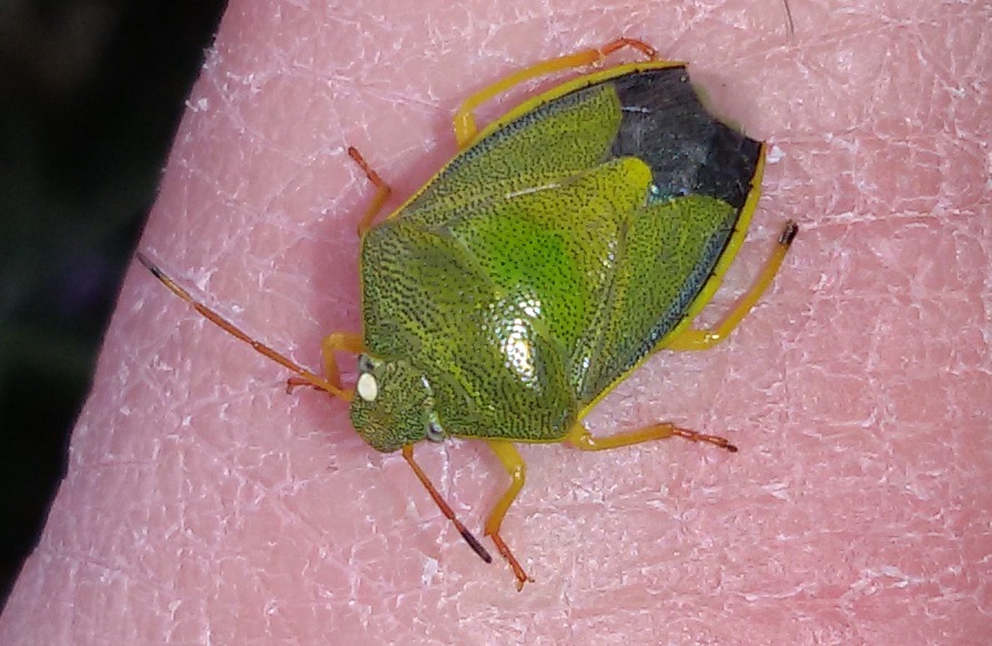 Pentatomidae: Piezodorus lituratus ?  S !