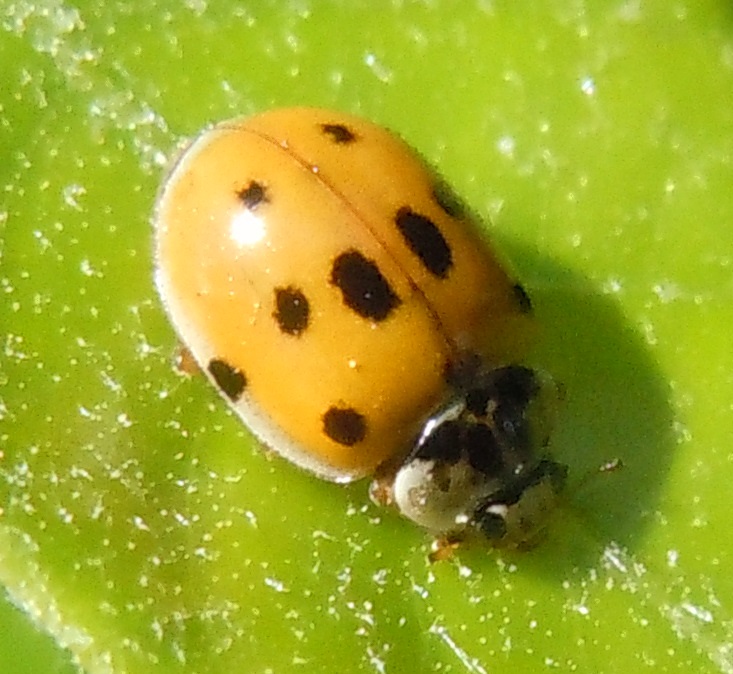 Coccinella: Adalia decempunctata