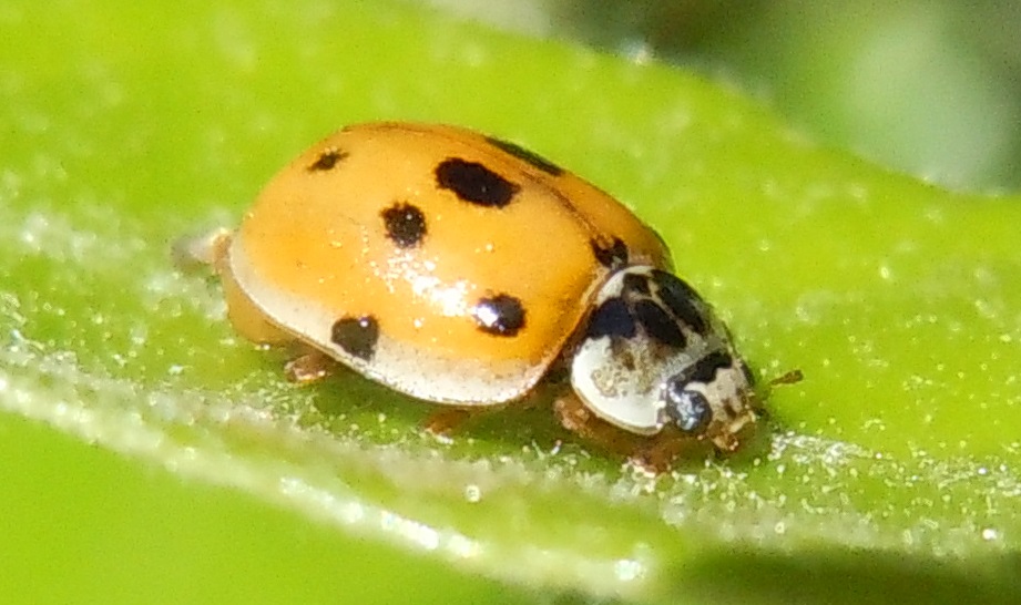 Coccinella: Adalia decempunctata