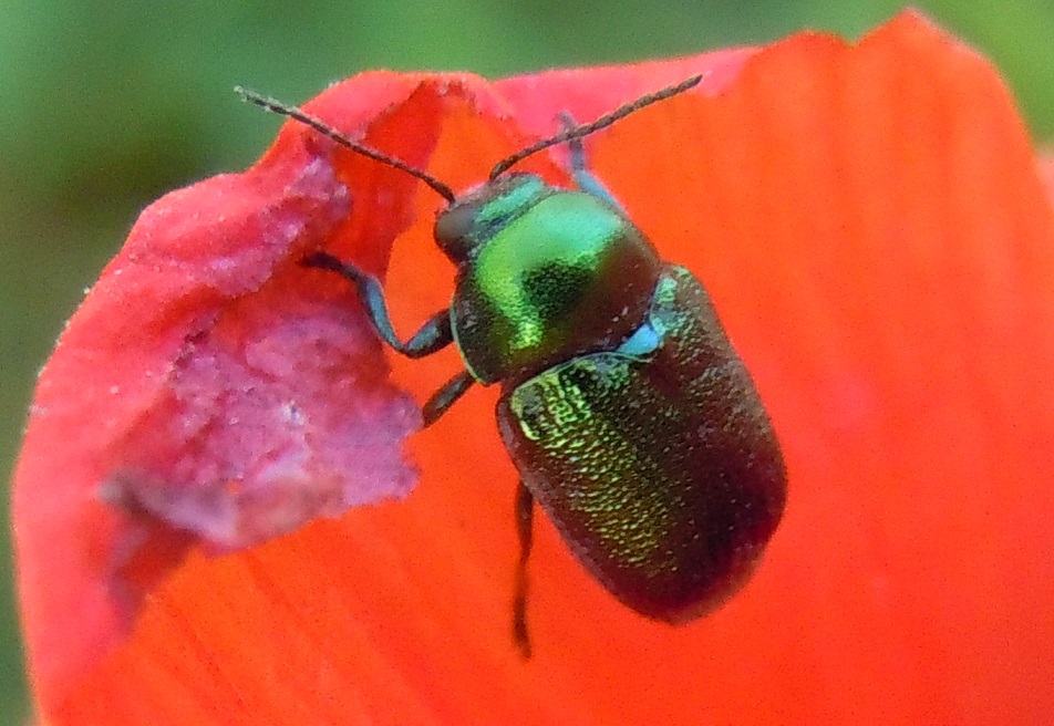 Cryptocephalus samniticus, Chrysomelidae