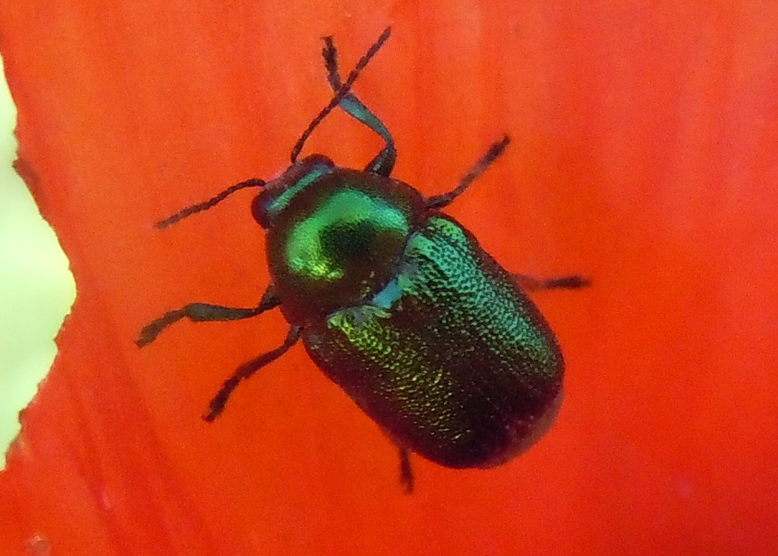 Cryptocephalus samniticus, Chrysomelidae