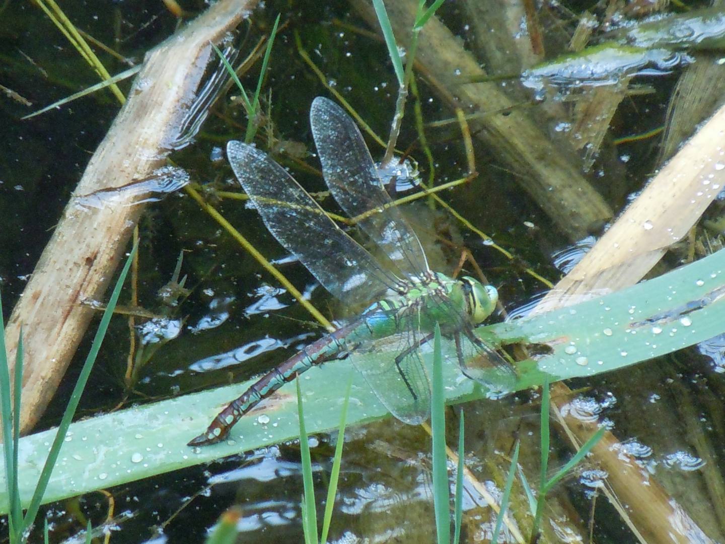 Anax imperator in deposizione