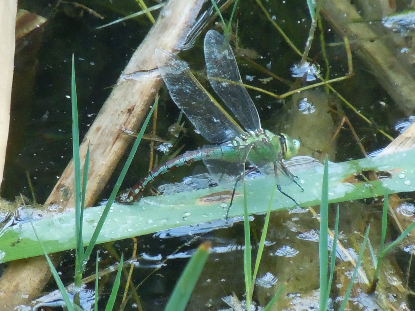 Anax imperator in deposizione