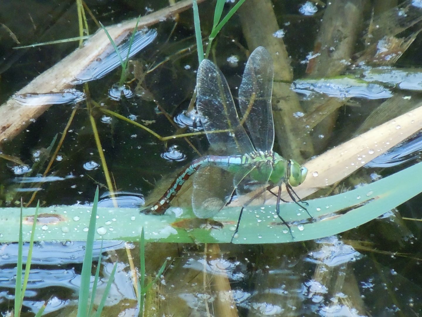 Anax imperator in deposizione