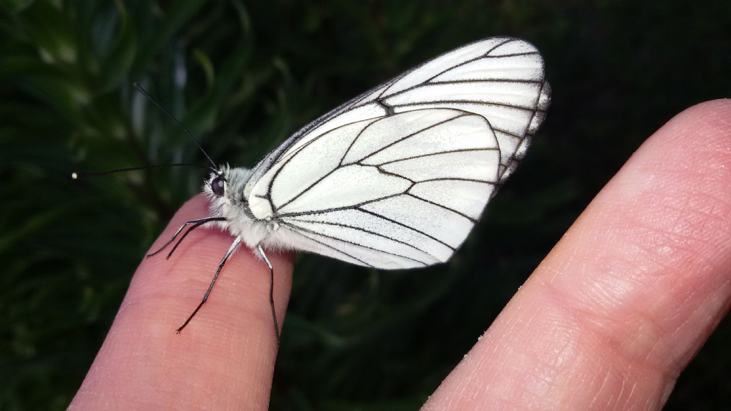 Aporia crataegi