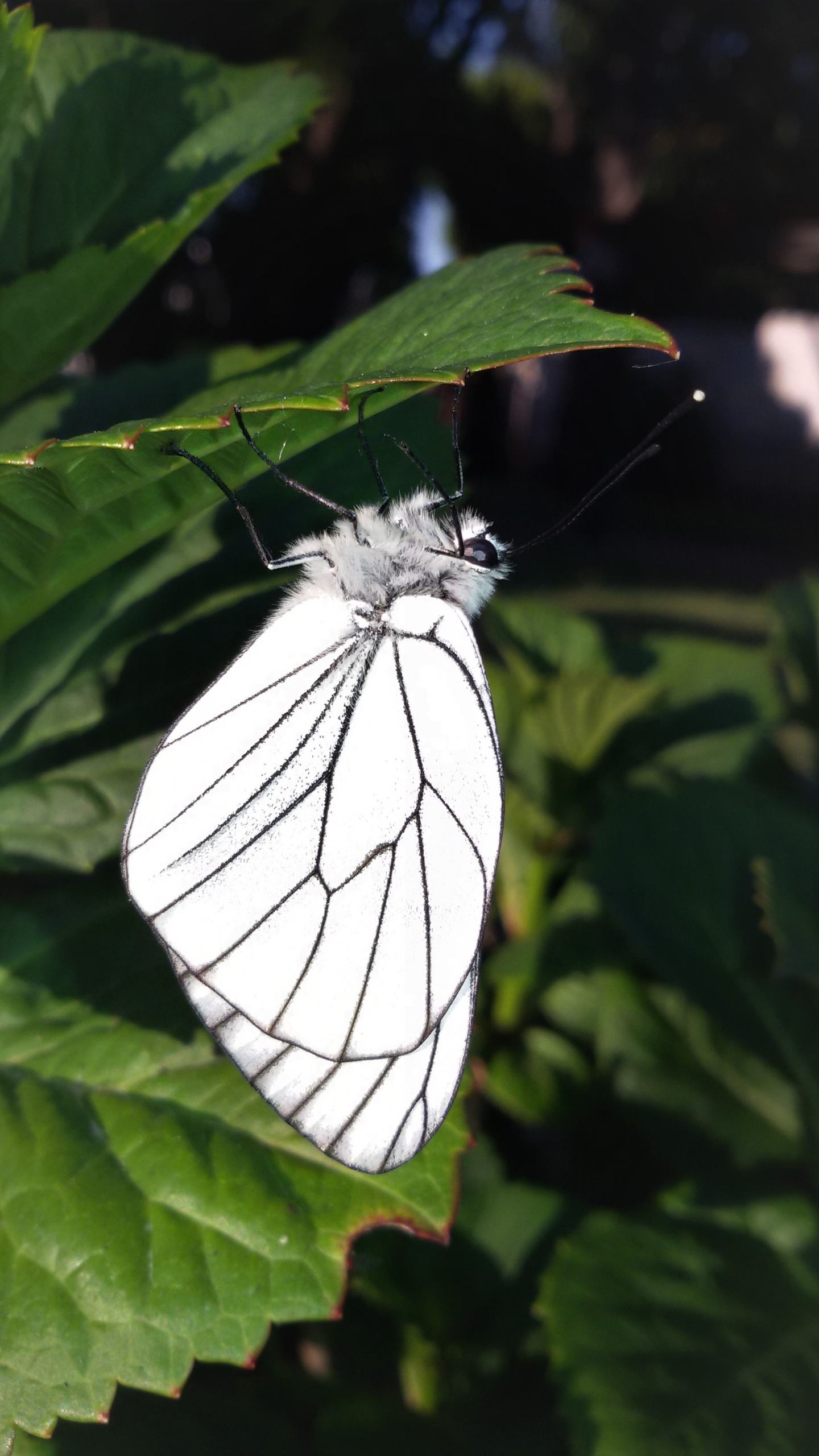 Aporia crataegi