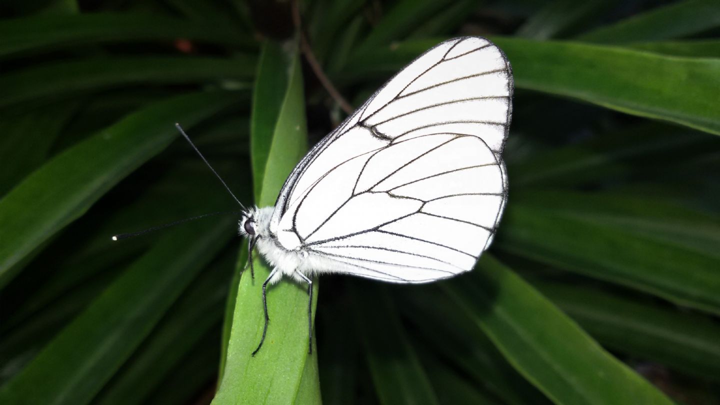 Aporia crataegi