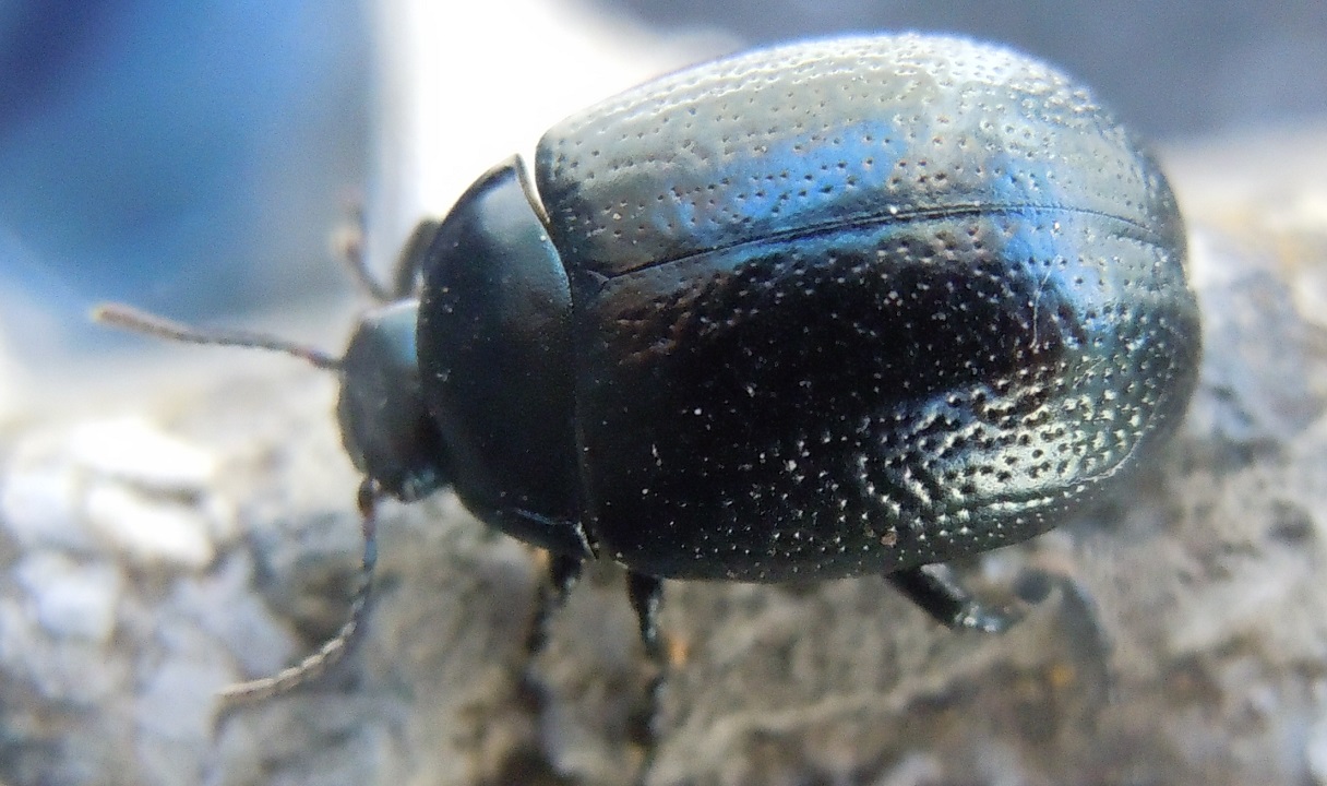 Chrysolina vernalis italica? S.