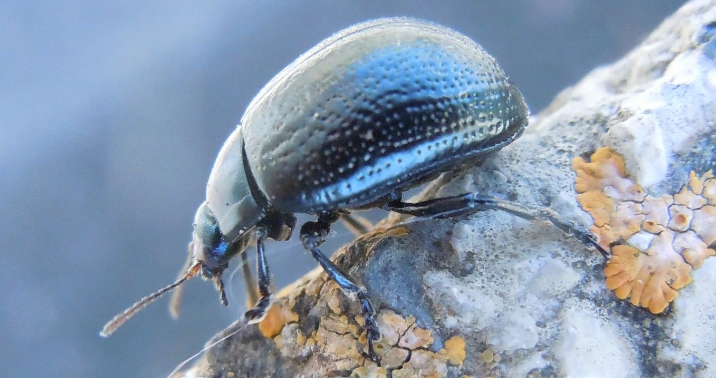 Chrysolina vernalis italica? S.