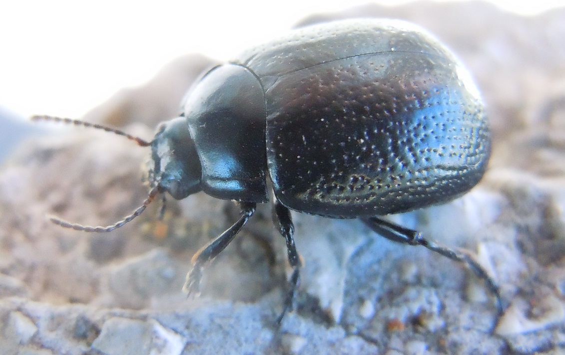 Chrysolina vernalis italica? S.