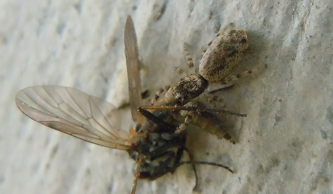 Salticus sp.  con preda - Pozzuoli (NA)