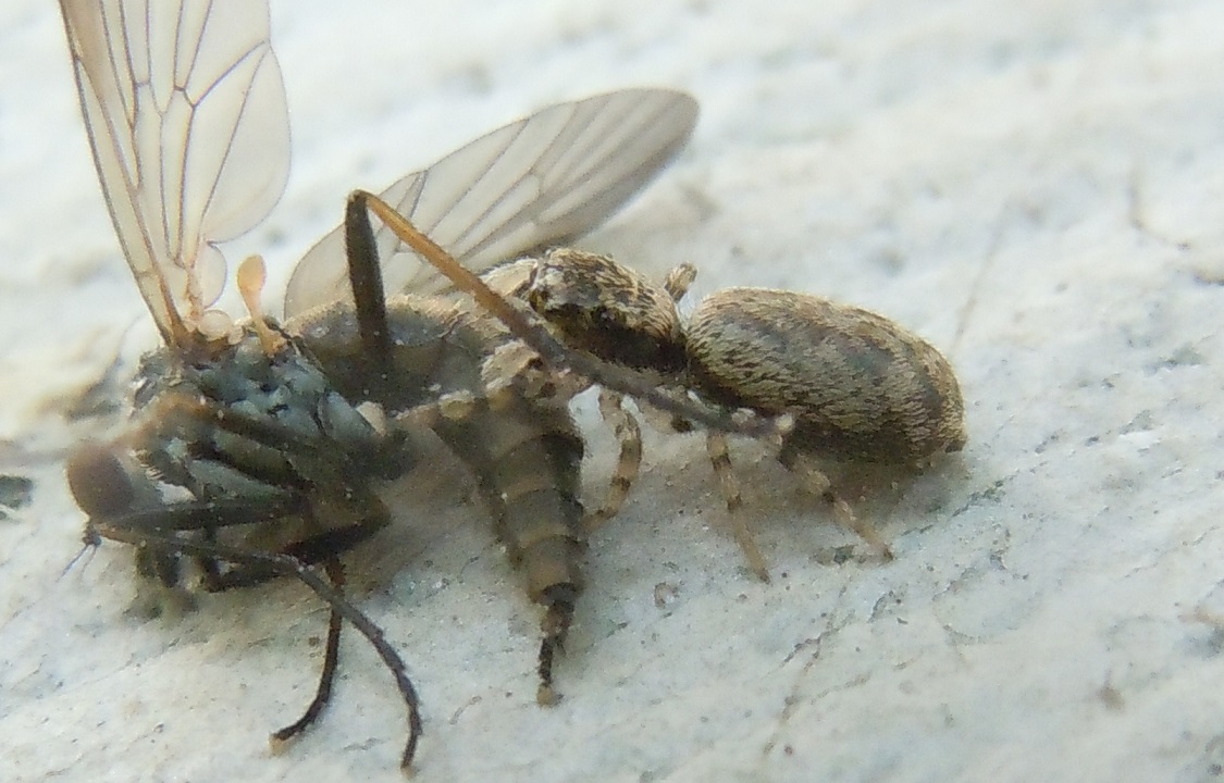 Salticus sp.  con preda - Pozzuoli (NA)