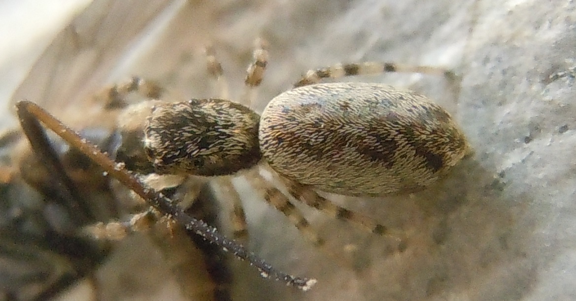 Salticus sp.  con preda - Pozzuoli (NA)