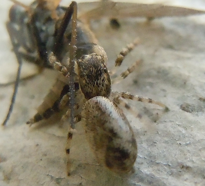 Salticus sp.  con preda - Pozzuoli (NA)