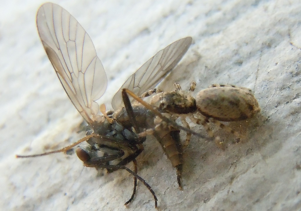 Salticus sp.  con preda - Pozzuoli (NA)