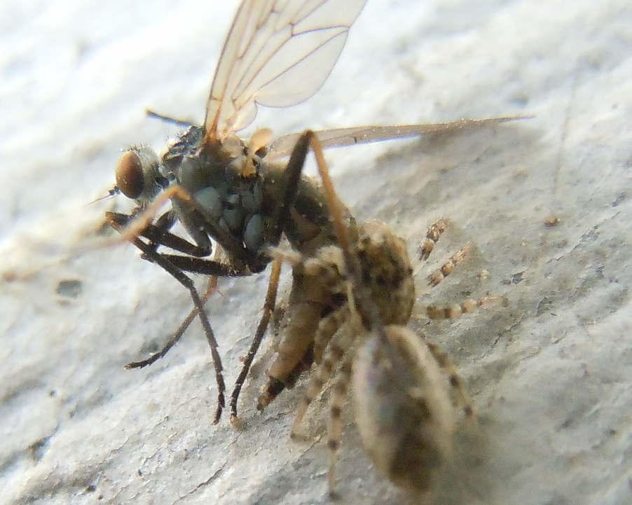 Salticus sp.  con preda - Pozzuoli (NA)