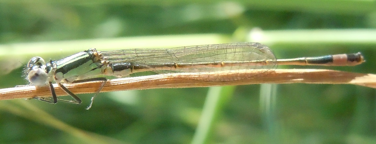 Ischnura elegans, maschio