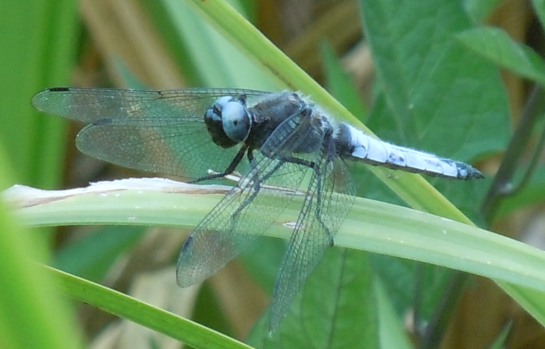 Orthetrum? No, Libellula fulva, maschio