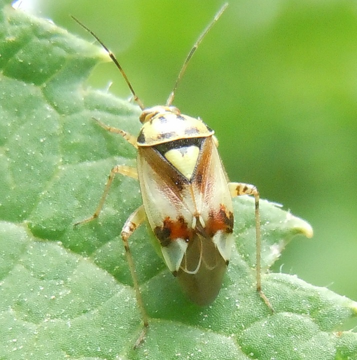 Miridae: Lygus sp. (L. pratensis o L. gemellatus)