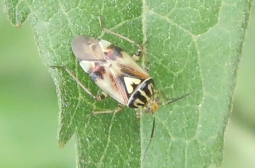 Miridae: Lygus sp. (L. pratensis o L. gemellatus)