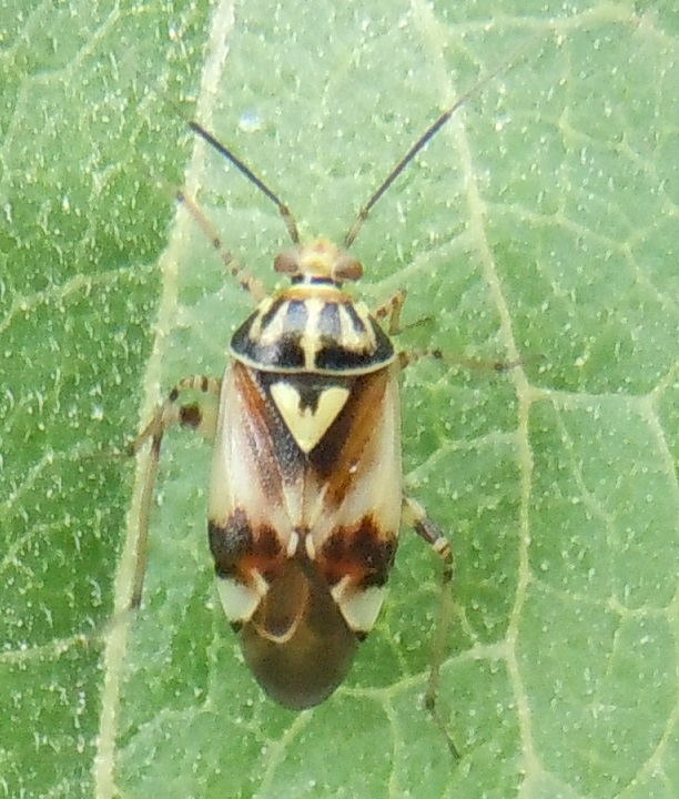 Miridae: Lygus sp. (L. pratensis o L. gemellatus)