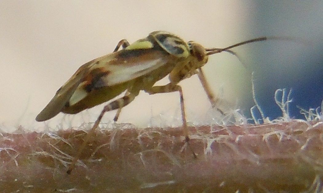 Miridae: Lygus sp. (L. pratensis o L. gemellatus)