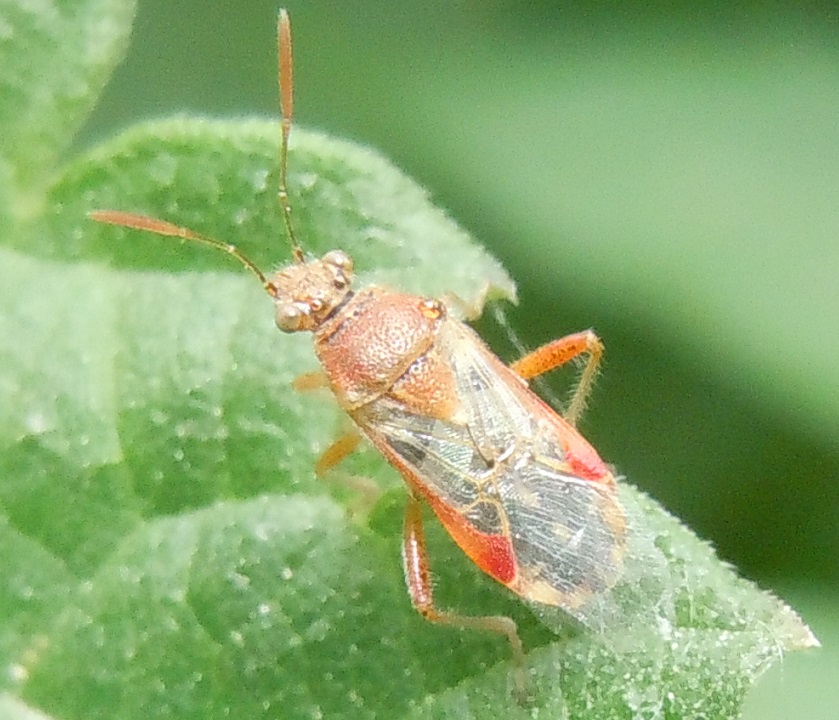 Rhopalidae: Liorhyssus hyalinus ?   S !