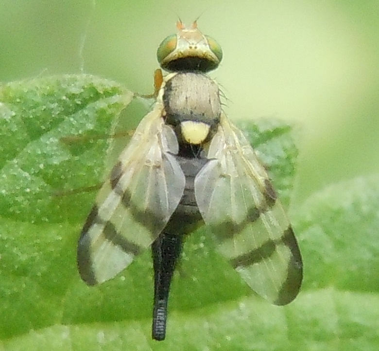 Tephritidae: Urophora stylata?  S, femmina