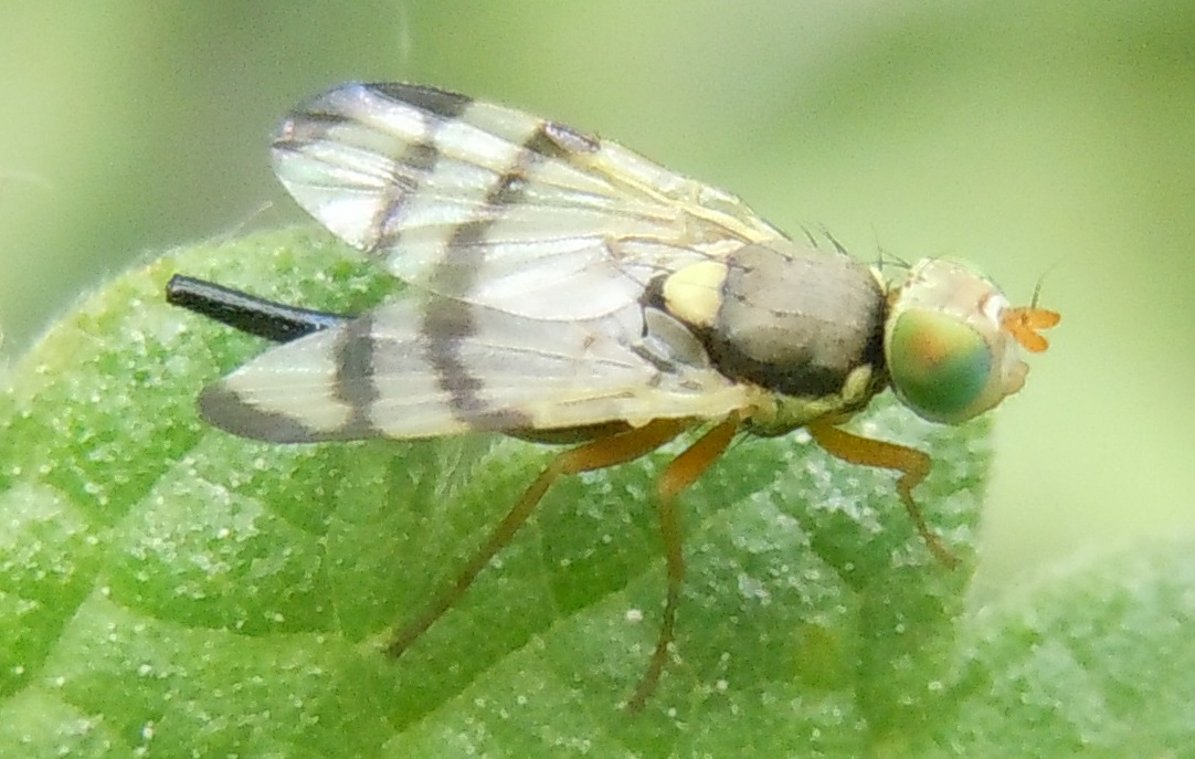 Tephritidae: Urophora stylata?  S, femmina