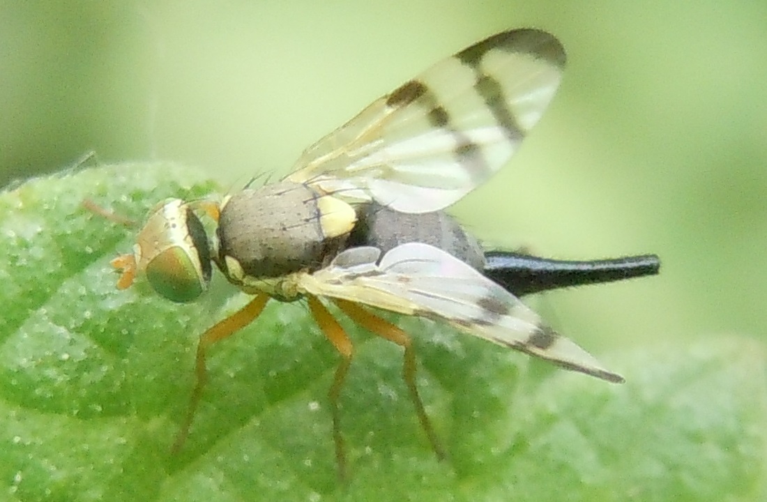 Tephritidae: Urophora stylata?  S, femmina