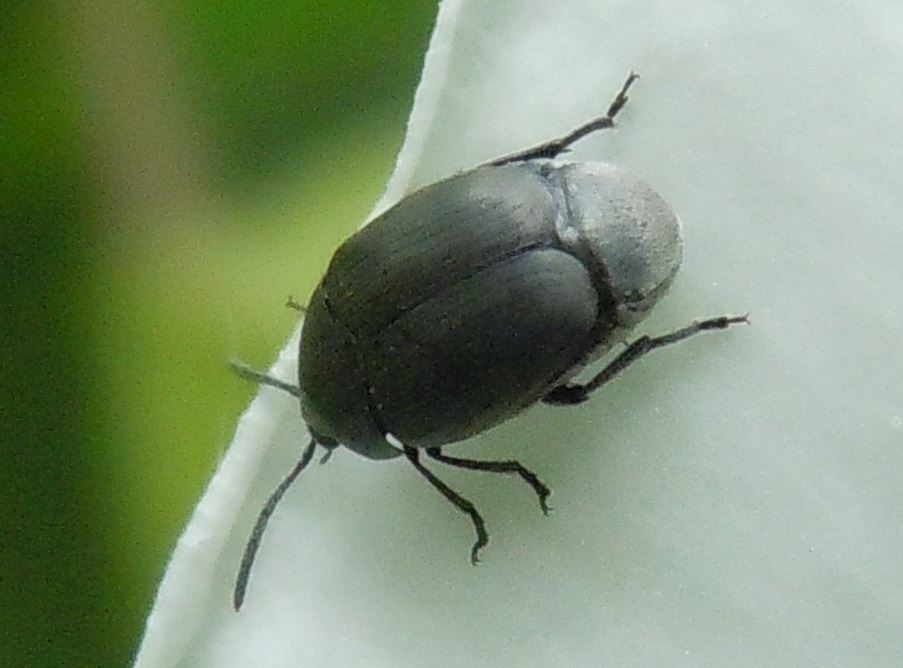 Spermophagus sp., Chrysomelidae Bruchinae