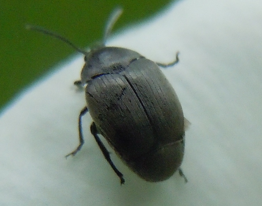 Spermophagus sp., Chrysomelidae Bruchinae