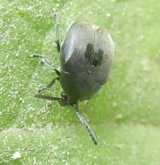 Spermophagus sp., Chrysomelidae Bruchinae