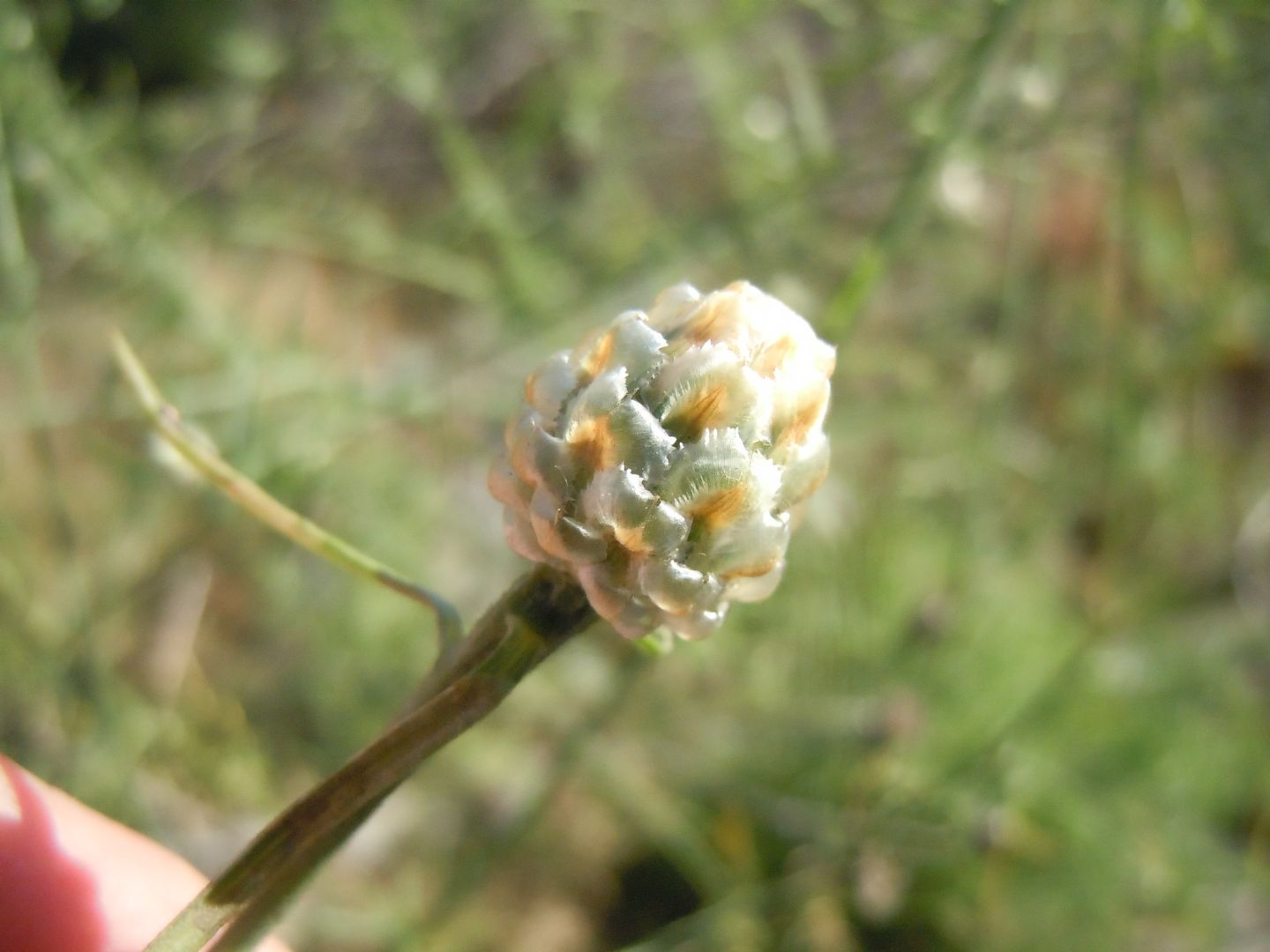 Centaurea deusta / Fiordaliso cicalino