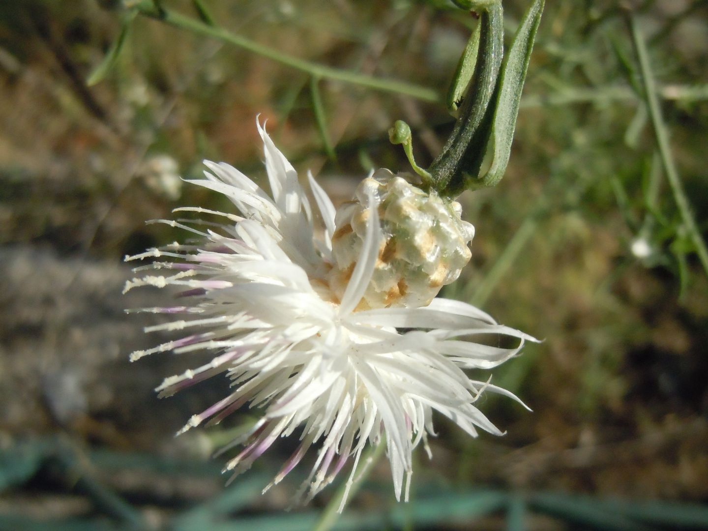 Centaurea deusta / Fiordaliso cicalino