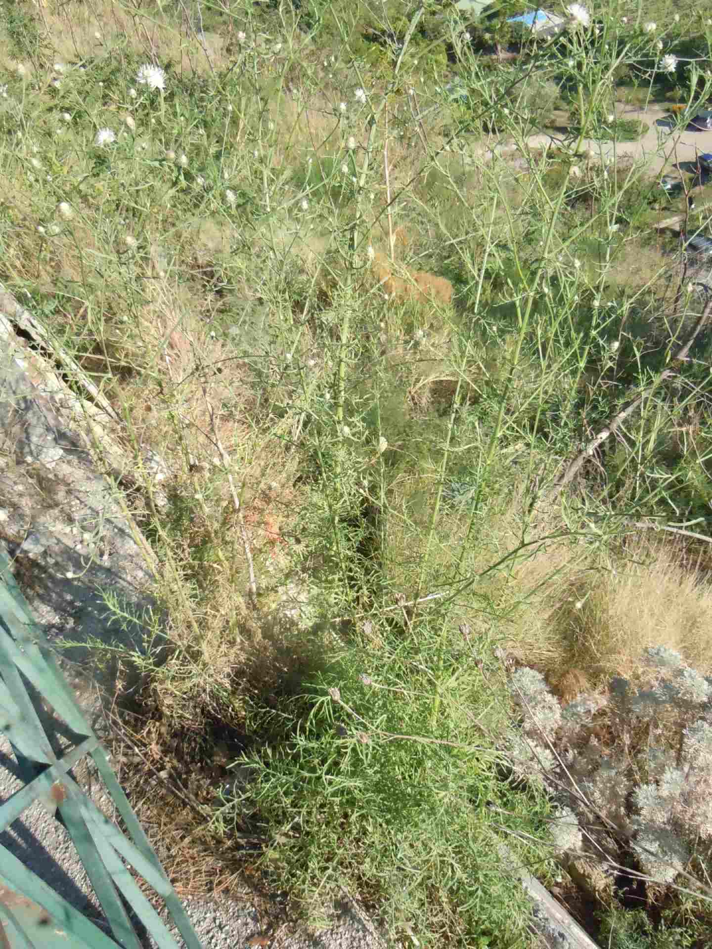 Centaurea deusta / Fiordaliso cicalino