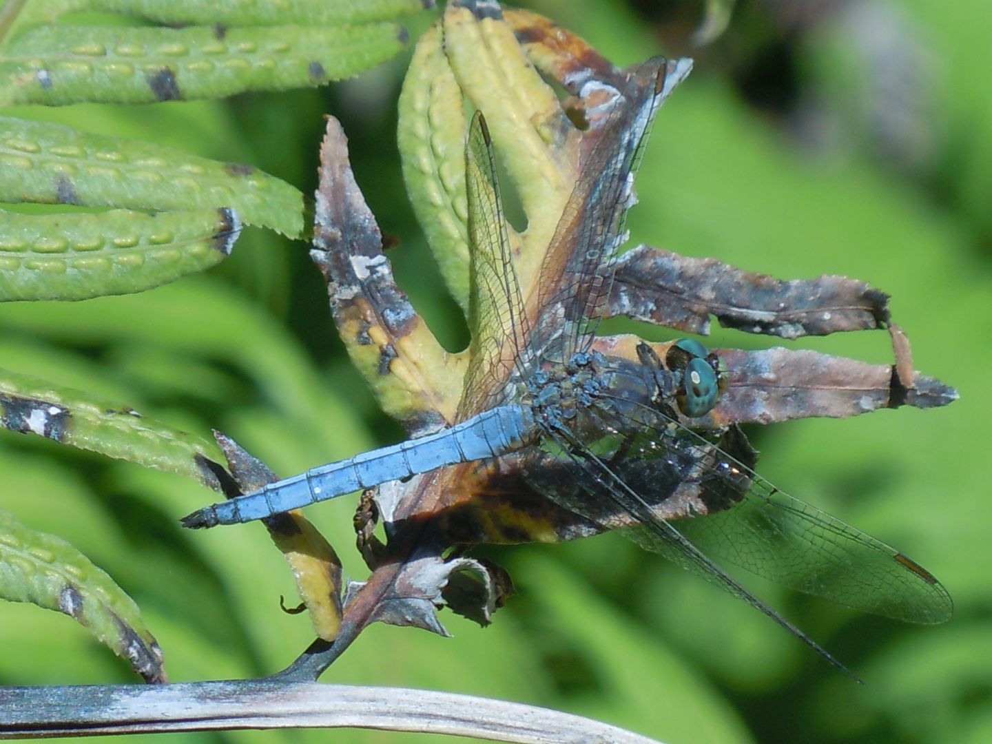 Libellula fulva maschio? no, Orthetrum coerulescens