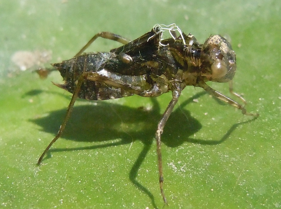 Exuvia di Libellulidae: Sympetrum striolatum