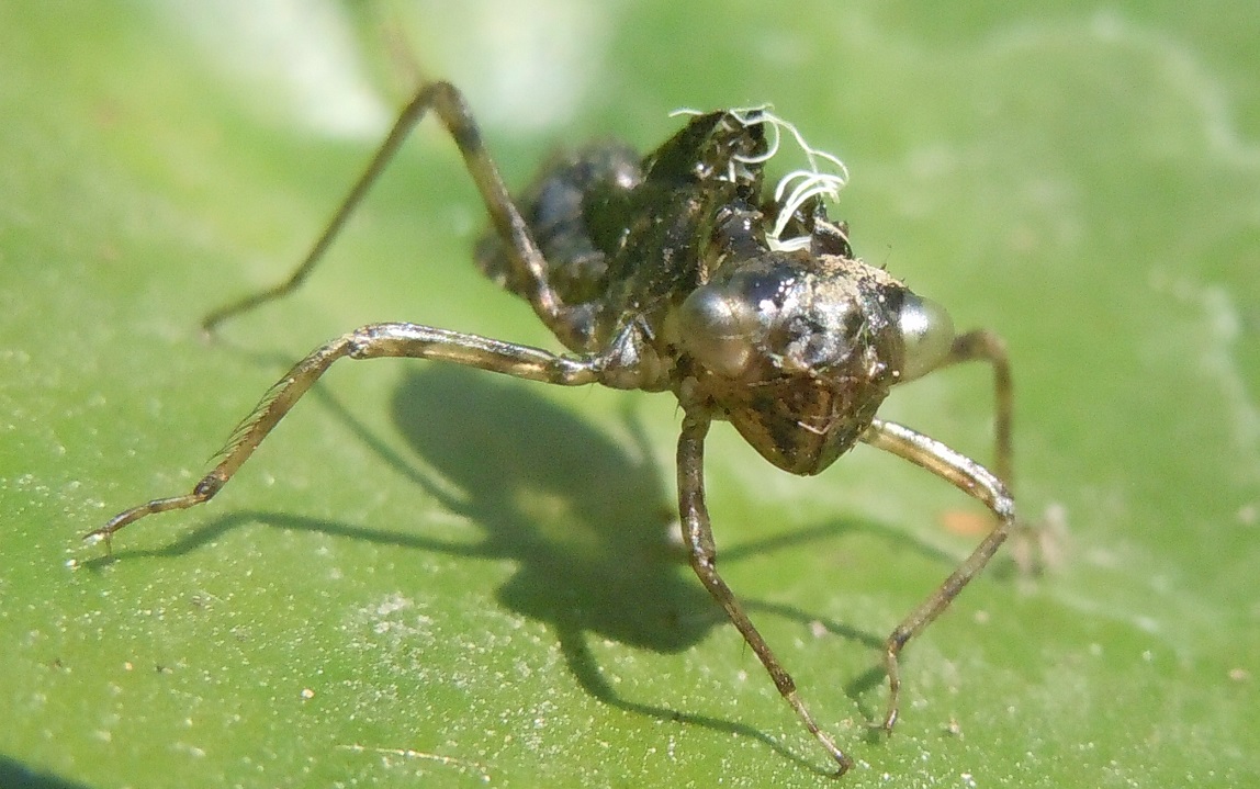 Exuvia di Libellulidae: Sympetrum striolatum