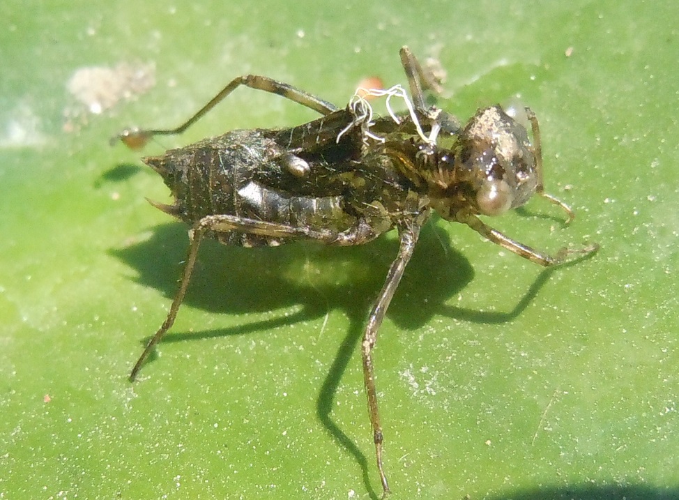 Exuvia di Libellulidae: Sympetrum striolatum