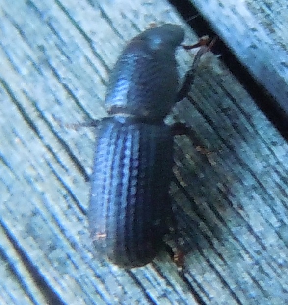 Scolytidae?  No, Curculionidae: Brachytemnus porcatus