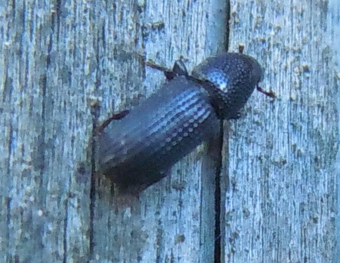 Scolytidae?  No, Curculionidae: Brachytemnus porcatus