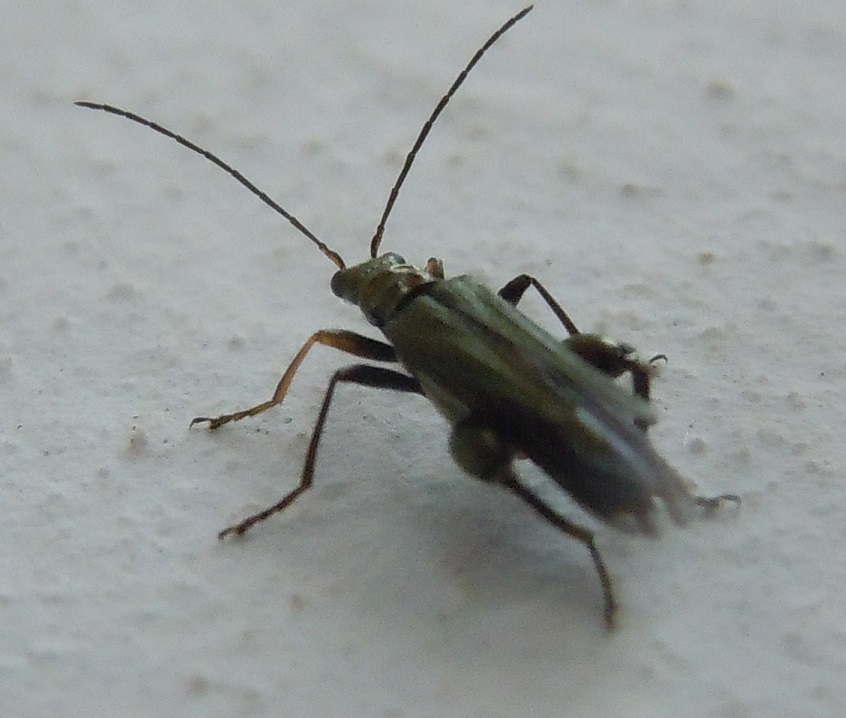 Maschio di Oedemera flavipes? S.