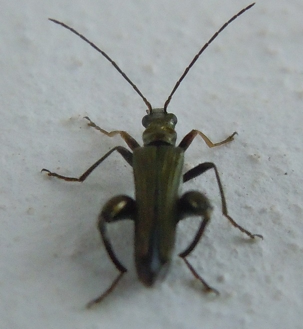 Maschio di Oedemera flavipes? S.