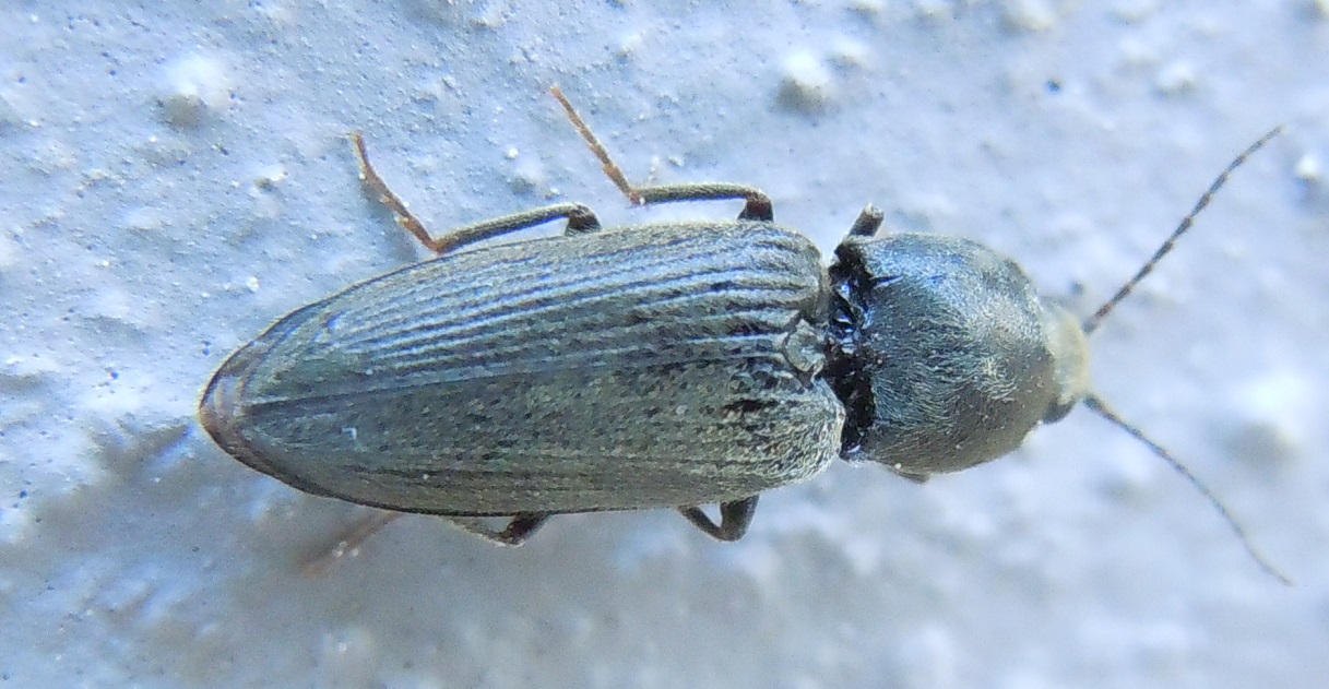 Elateridae:  Dicronychus sp. ?