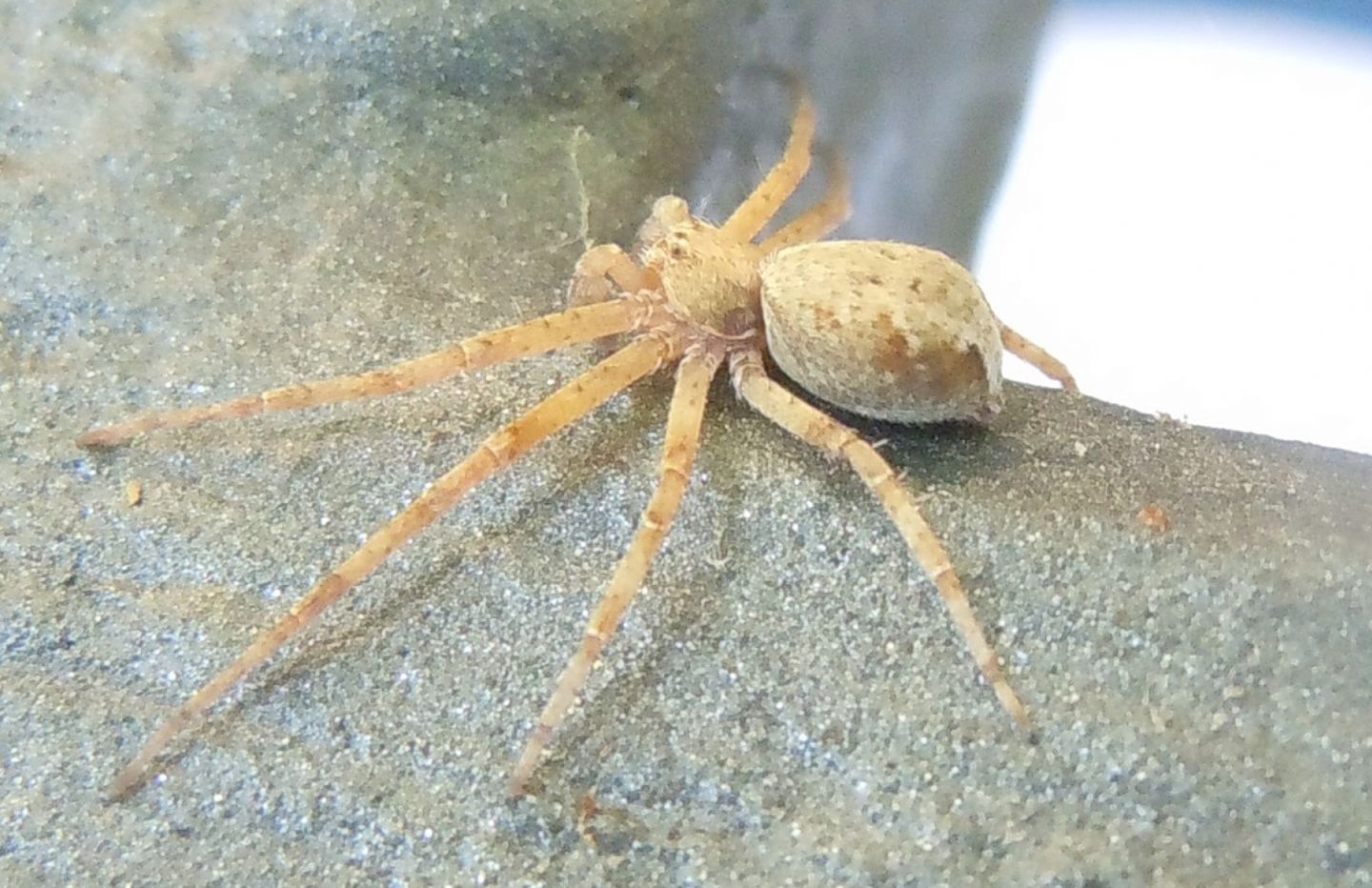 Philodromus?  S, Philodromus sp. - Torre del Greco (NA)