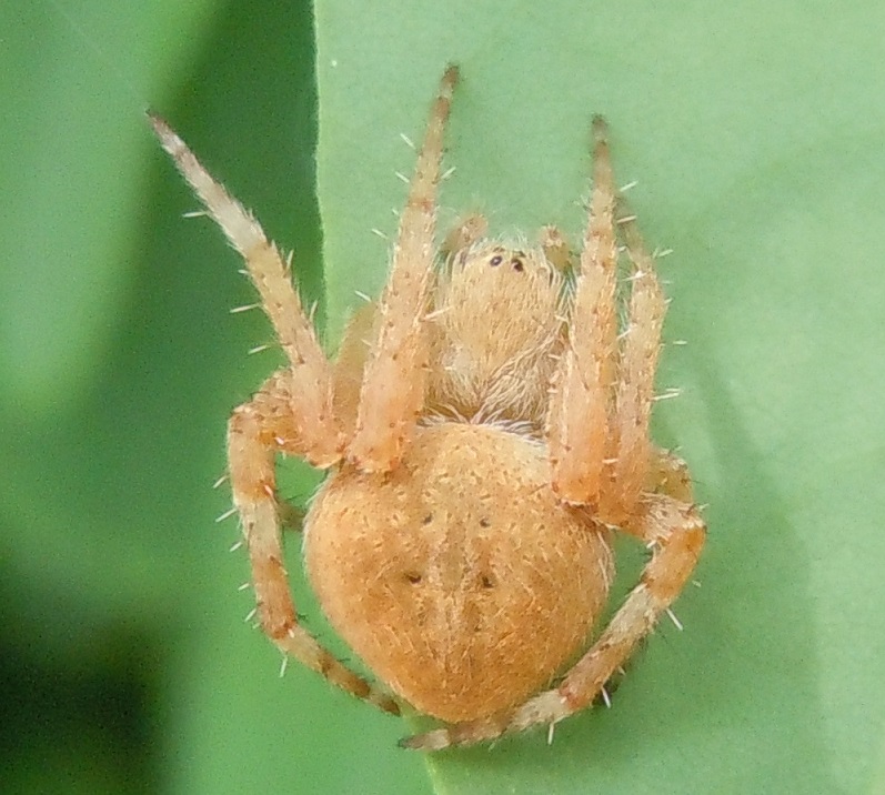 Araneidae: Neoscona subfusca - Torre del Greco (NA)