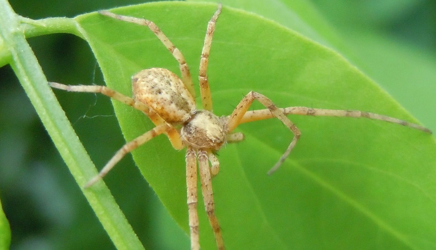 Altro Philodromus?  S, Philodromus sp. - Torre del Greco (NA)