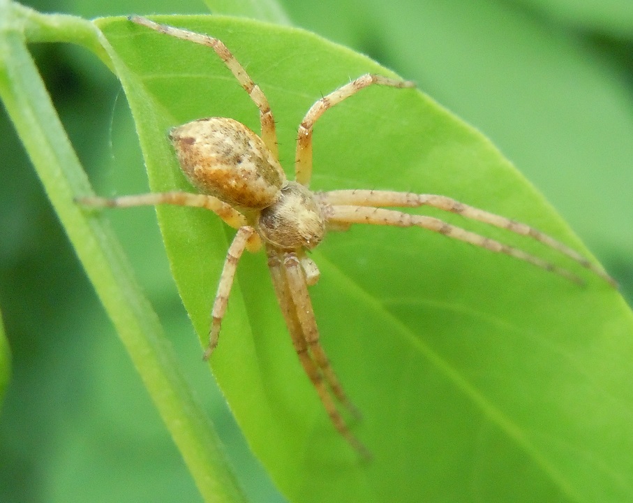 Altro Philodromus?  S, Philodromus sp. - Torre del Greco (NA)