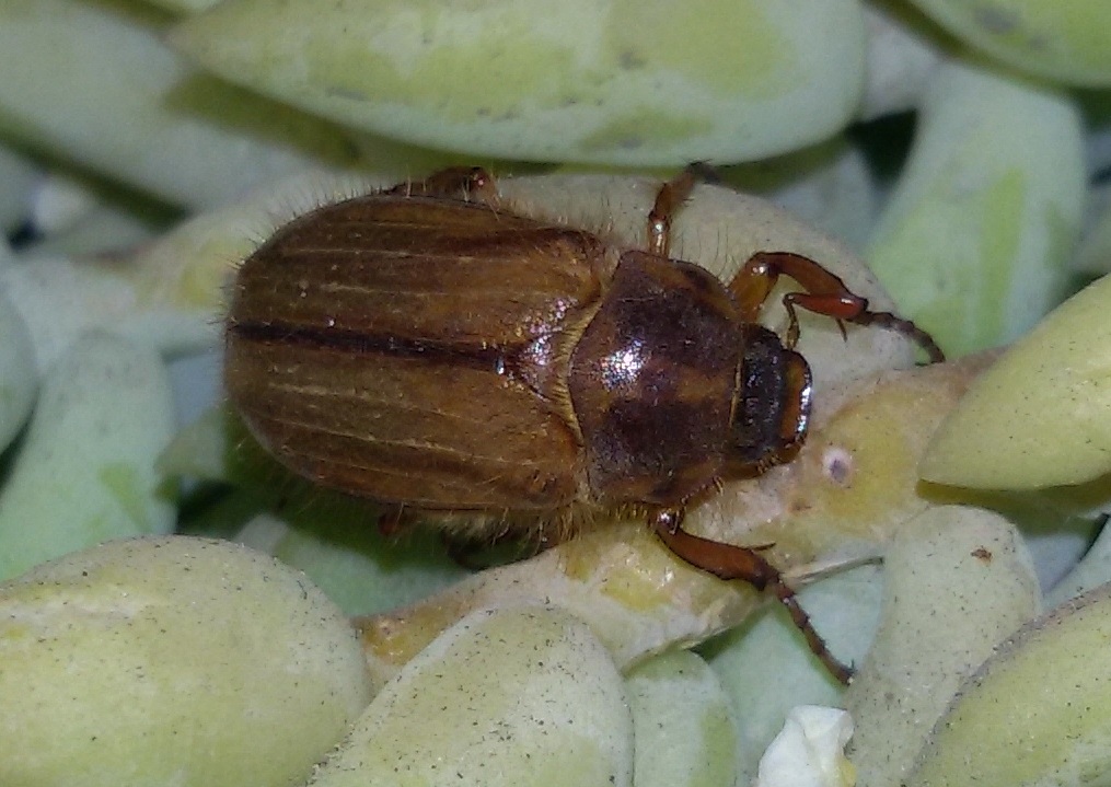 Melolonthidae: Amphimallon cfr. solstitiale